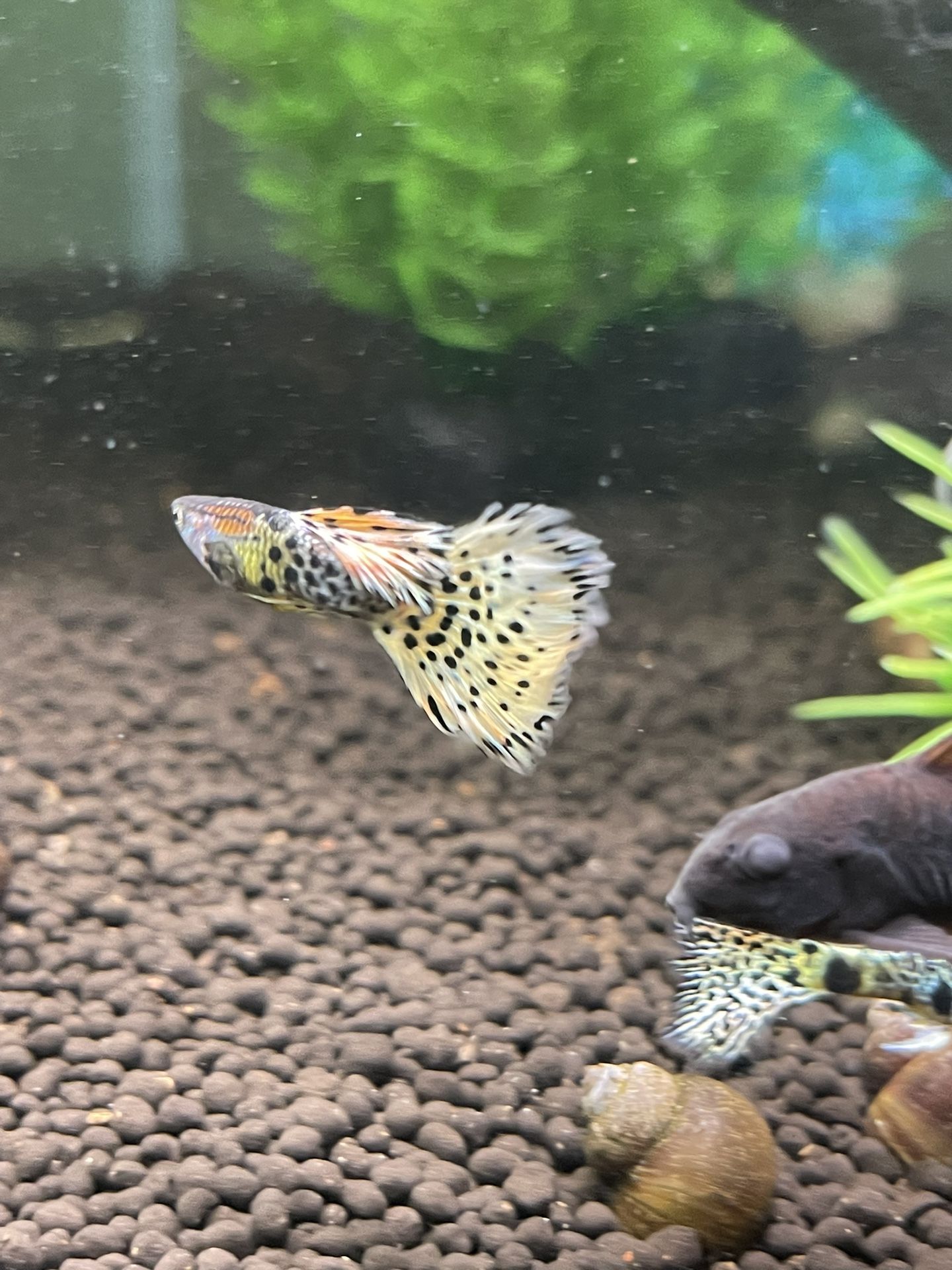 aquarium supplies