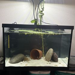 Fish Tank