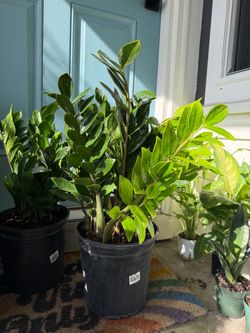 Large, Medium & Small Zz Plants