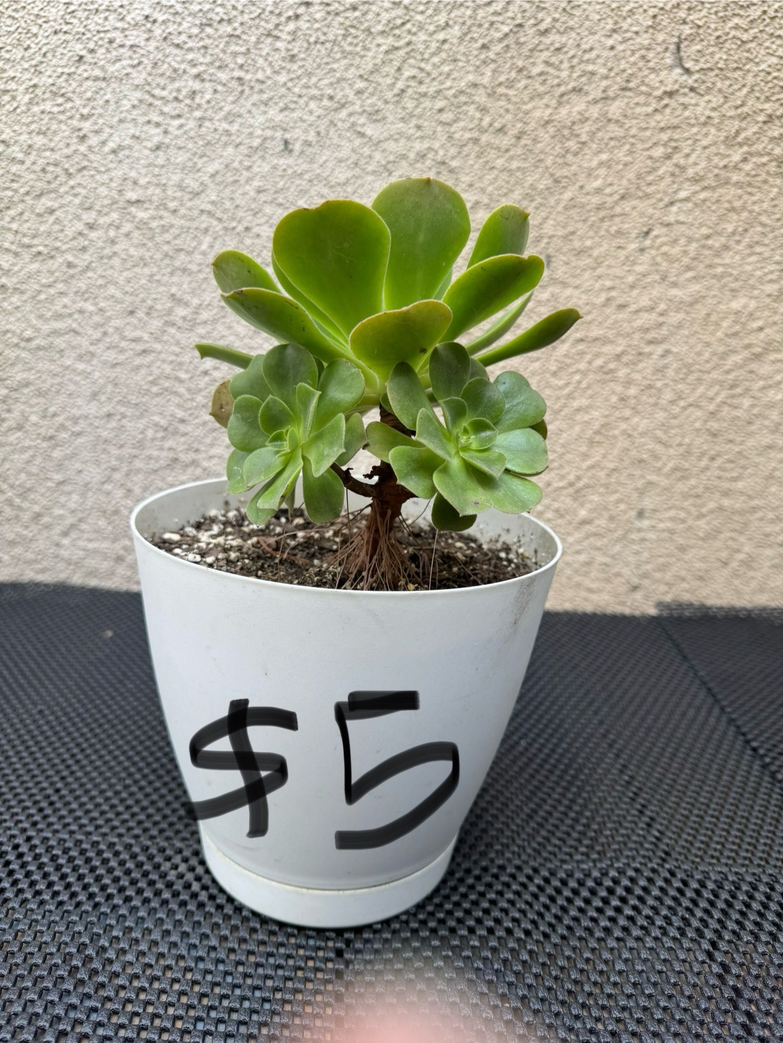 Aeonium Succulent Plant
