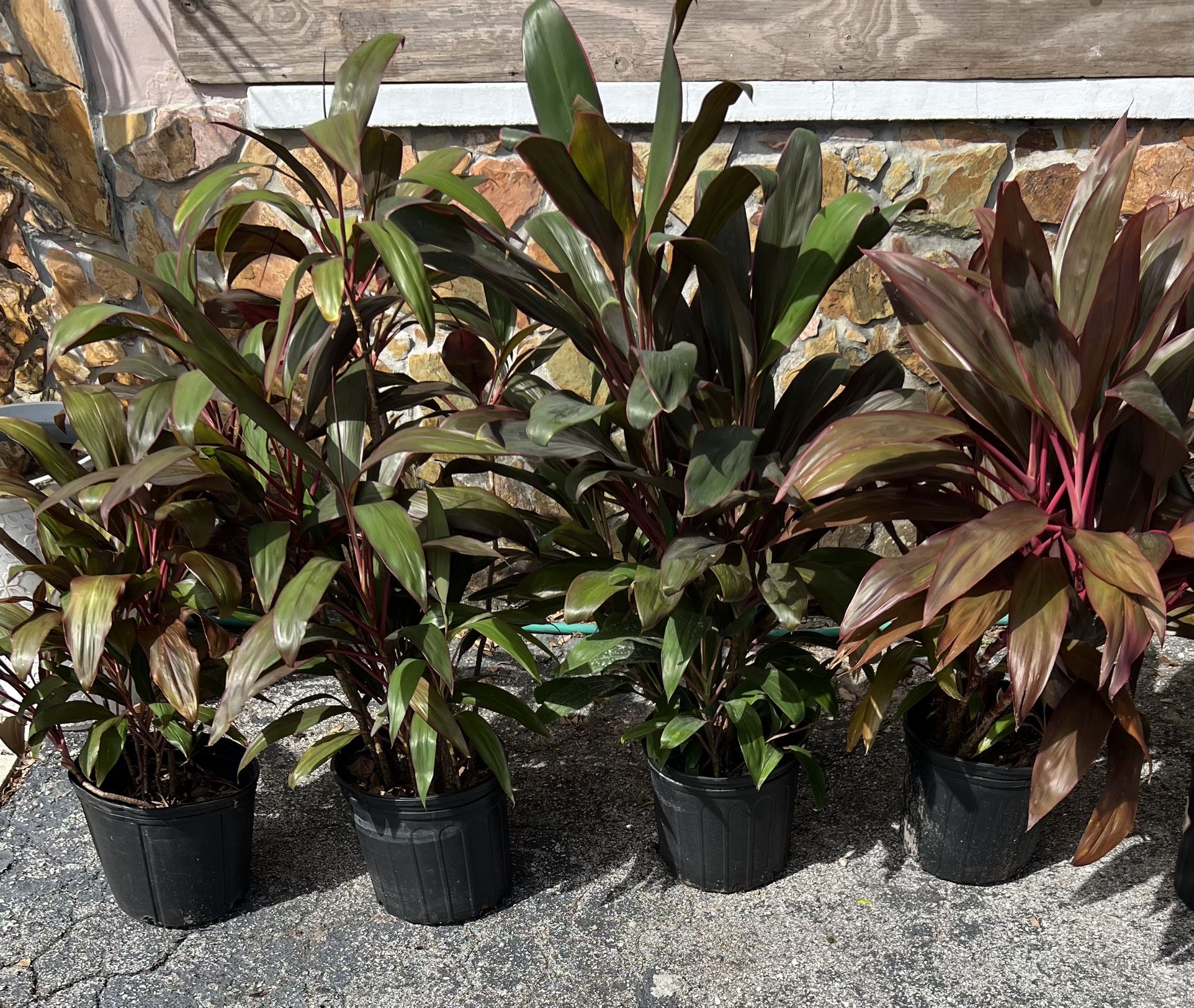 HAWAIIAN TI PLANTS IN POTS FOR SALE