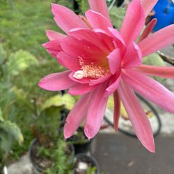 EPIPHYLLUM Plants 3 Feet Tall And Geraniums Aloe Vera Agave And Succulents, Pencil Plants, Snake Plants Giant Bird Of Paradise Sago Palml 