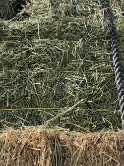 Alfalfa hay for sale