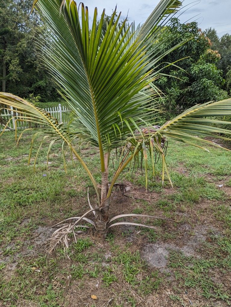 (1) Medium Coconut Tree