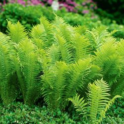 Perennial Fern Plants. Great For Shade & Hearty.