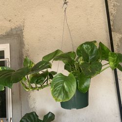 Hawaiian Pothos