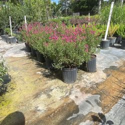 Pink Salvia – 3 Gallon – Vibrant Blooms for Only $12