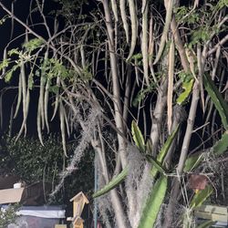 Fresh  Moringa seeds and also dry for sale