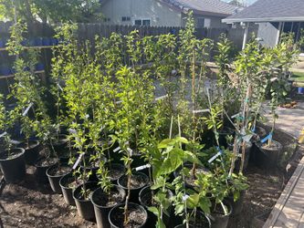Fruit trees & Vegetables