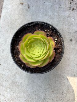 Succulent