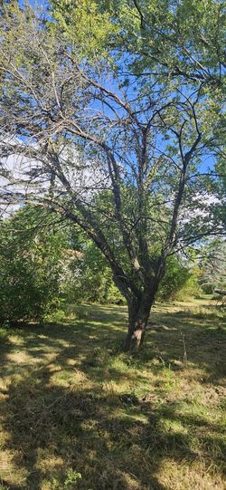Free APPLE Trees For Firewood