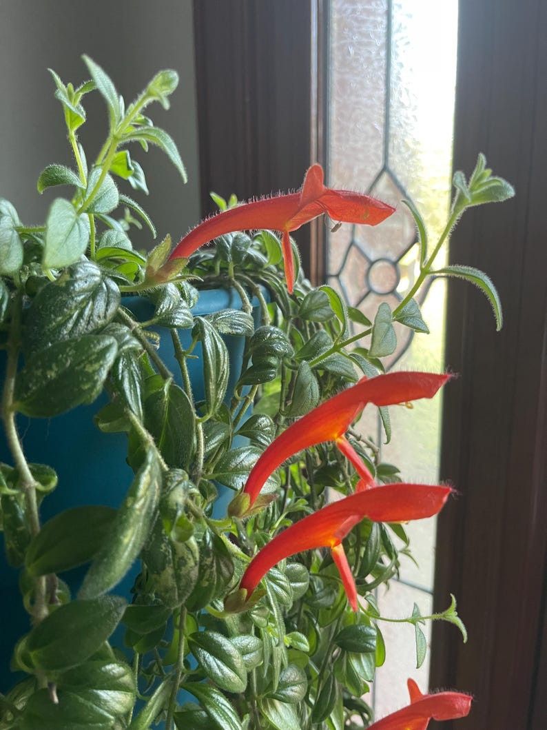 Goldfish succulent plant/ Indoor Plant/ House Plant Flower Patio Garden