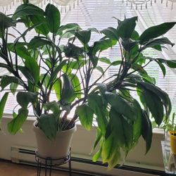 Plant Pot 