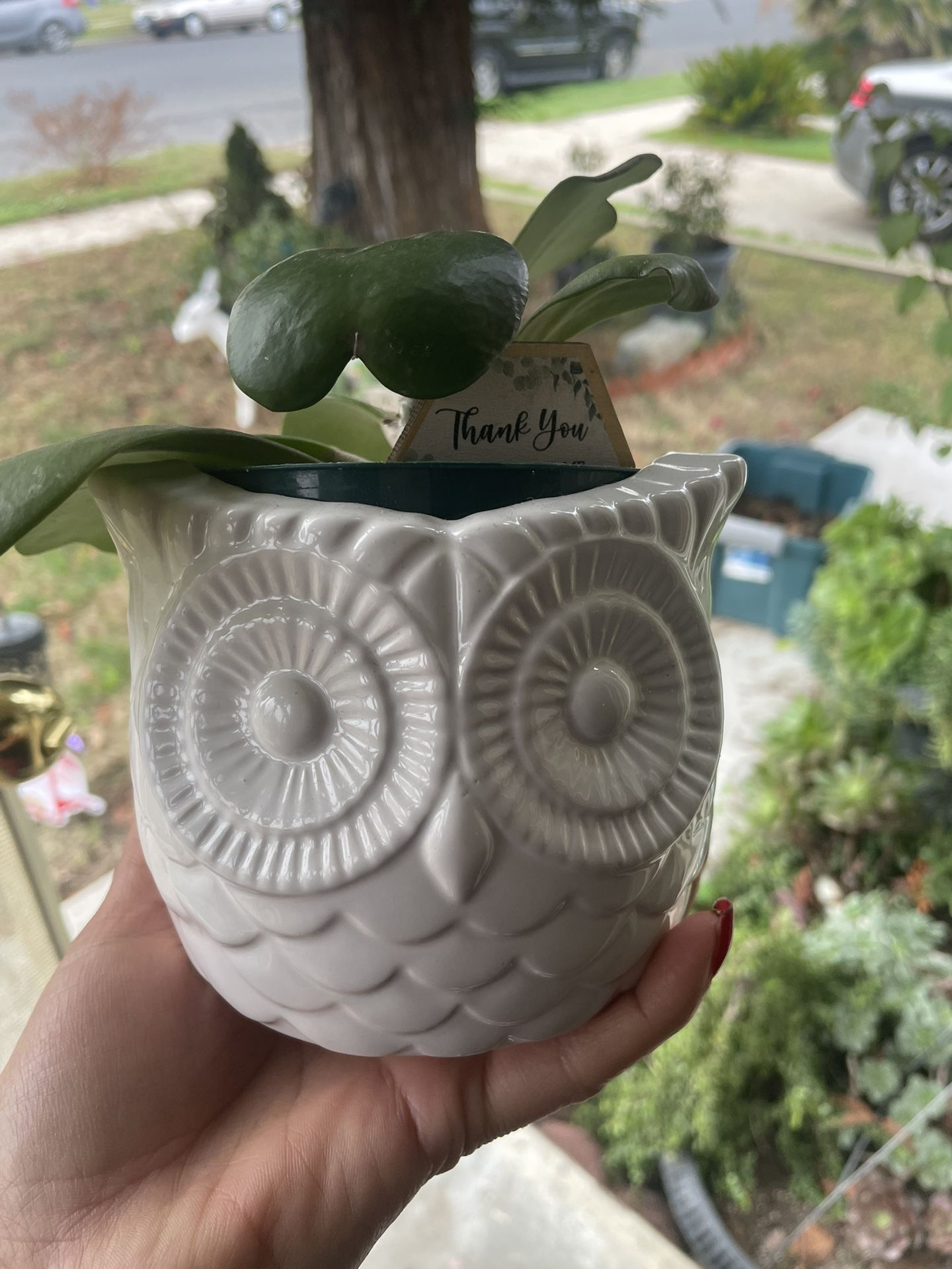 Hoya Kerii Live Plant