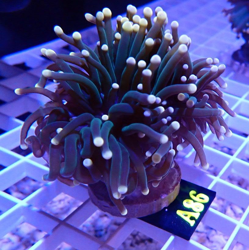 Saltwater Reef Fish Tank Fake Decorations 