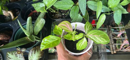 Syngonium tricolor rare