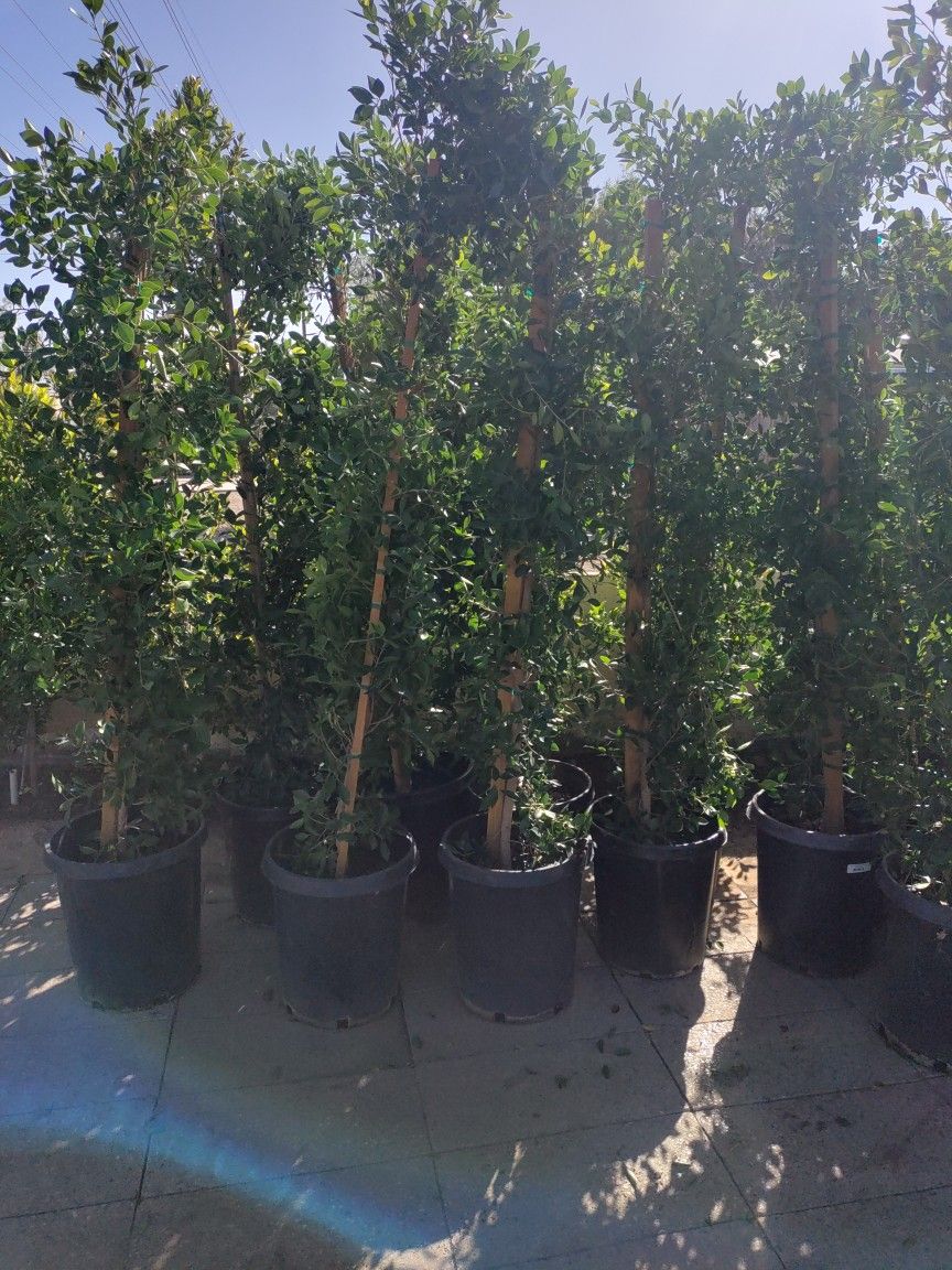 Ficus Nikita 12 Ft Tall $60