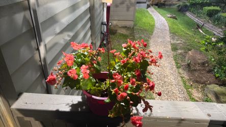 Massive large begonias flower