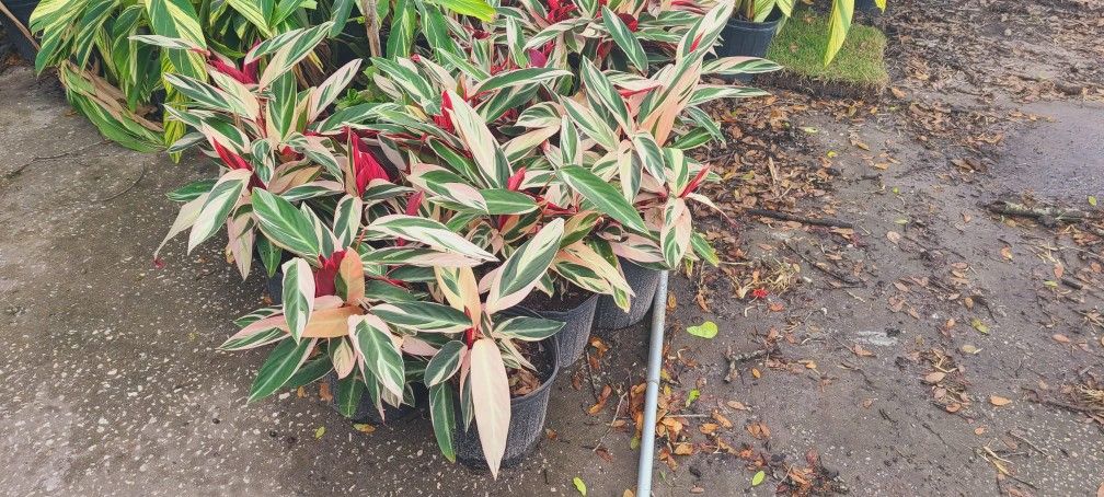 Ginger plants 