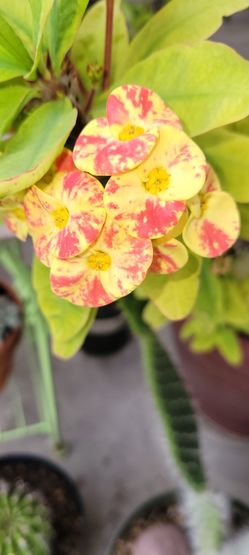 Corona De Cristo, Selling Cuttings 