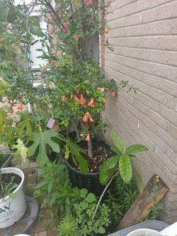 Pomegranate Mediterranean grafted with full of flowers