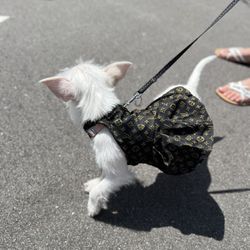 Dog Dresses, Dog Clothes 