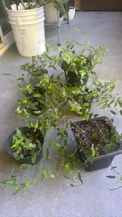 Out door  plant