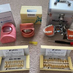 Dental Typodonts & Tooth Models