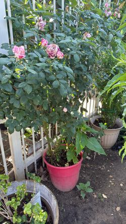 Tall Roses White And Red Mix 