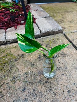 Golden photos plant