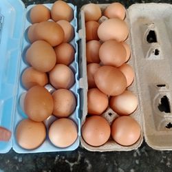 Brown 🥚🥚🥚 Eggs.