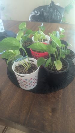 Plants For Sale