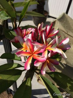 Plumeria Candy Stripe Large Multiple Tip Rooted