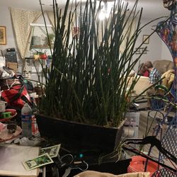 Horsetail Grass