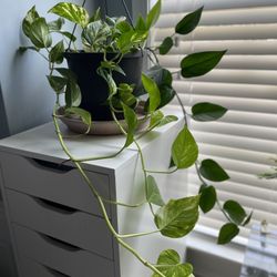 Pothos Philodendron Live Green House Plant