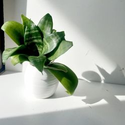 Rare Miniature Snake Plant Mini / House Plant/ Indoor Plant Flower Patio Garden 