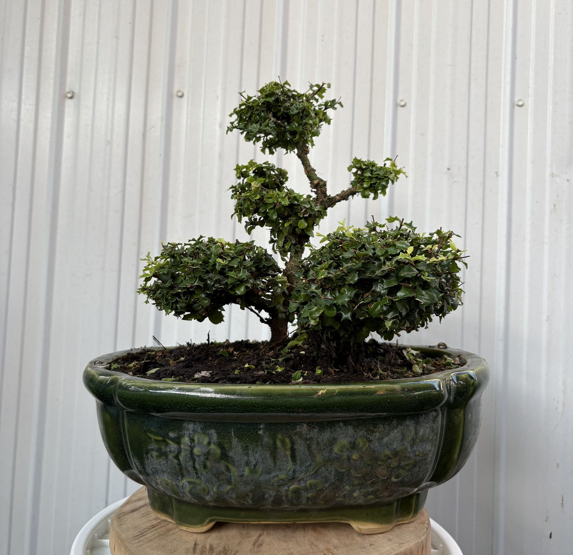 Bonsai Acervo & Hobbies
