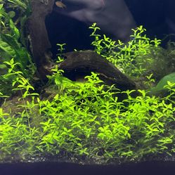 Pearlweed