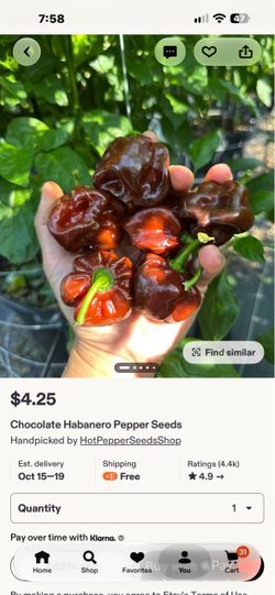 Chocolate habanero plant
