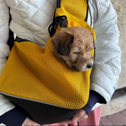 Brand New-TOMKAS Small Dog Sling Carrier - Adjust. Strap & Zip Pocket