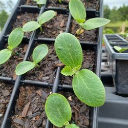 $1  Vegetables And Fruit Starter  Plants