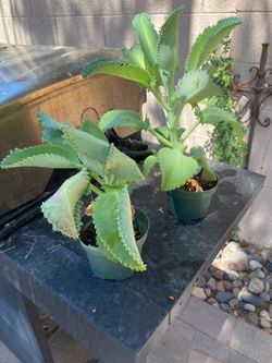 Plant Mala Madre or Kalanchoe