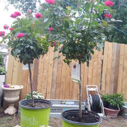 Knockouts Rose Tree