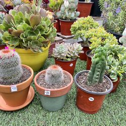 Variety Of Cactus Succulents Plants 