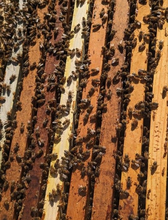 Lot 10 Units, Bee With Hives🐝 , Italian 