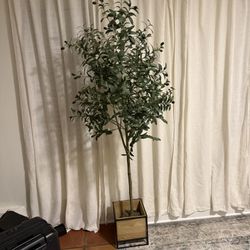 Olive Tree (fake)