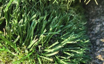 ONLY $160 PER ROLL / USED ARTIFICIAL GRASS  / SYNTHETIC TURF  Thumbnail