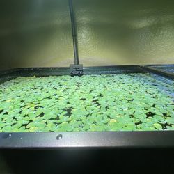 Mini Water Lettuce