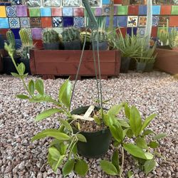 Hoya carnosa 