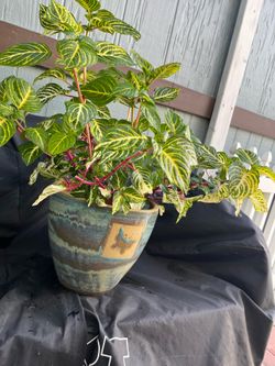 Plantas de venta en ventura Diferentes classes y tamaños pregunté por Precios por favor